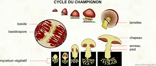 Cycle du champignon (Dictionnaire Visuel)